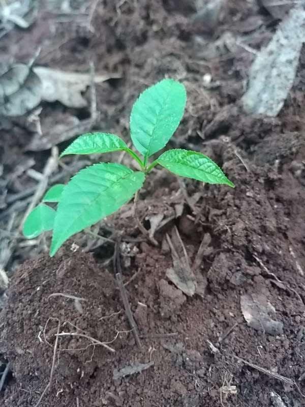 tree image