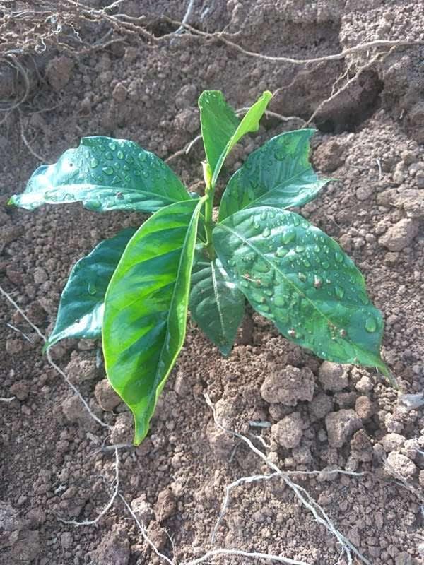 tree image