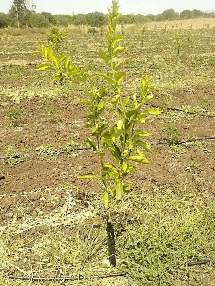 tree image