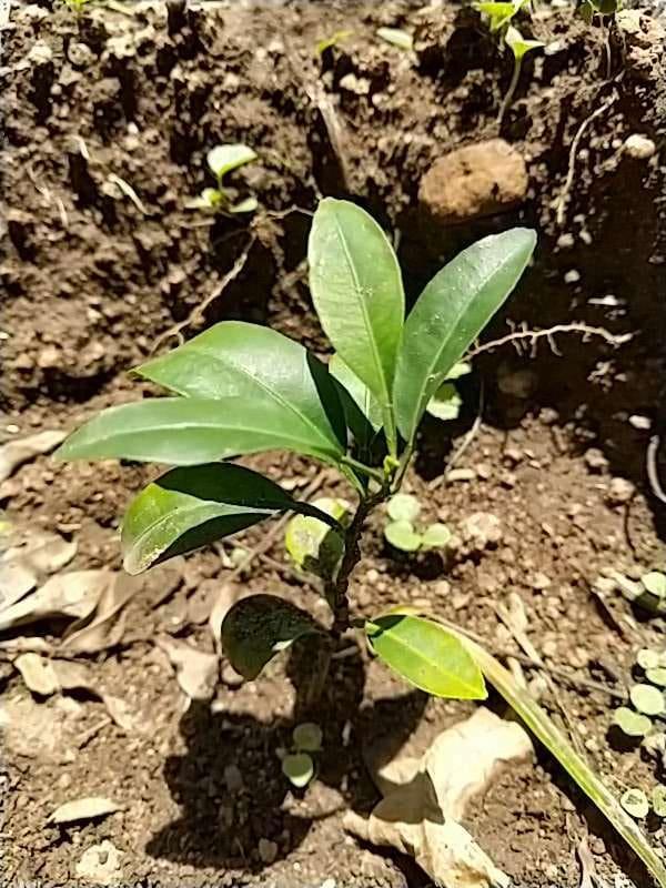 tree image