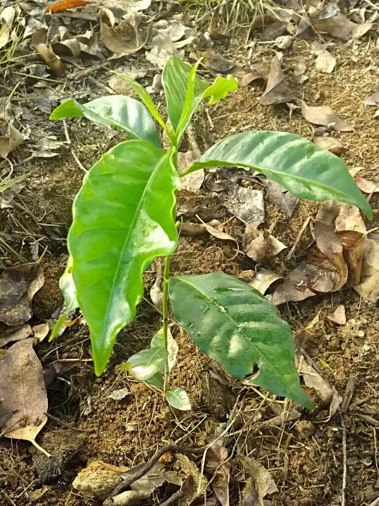 tree image