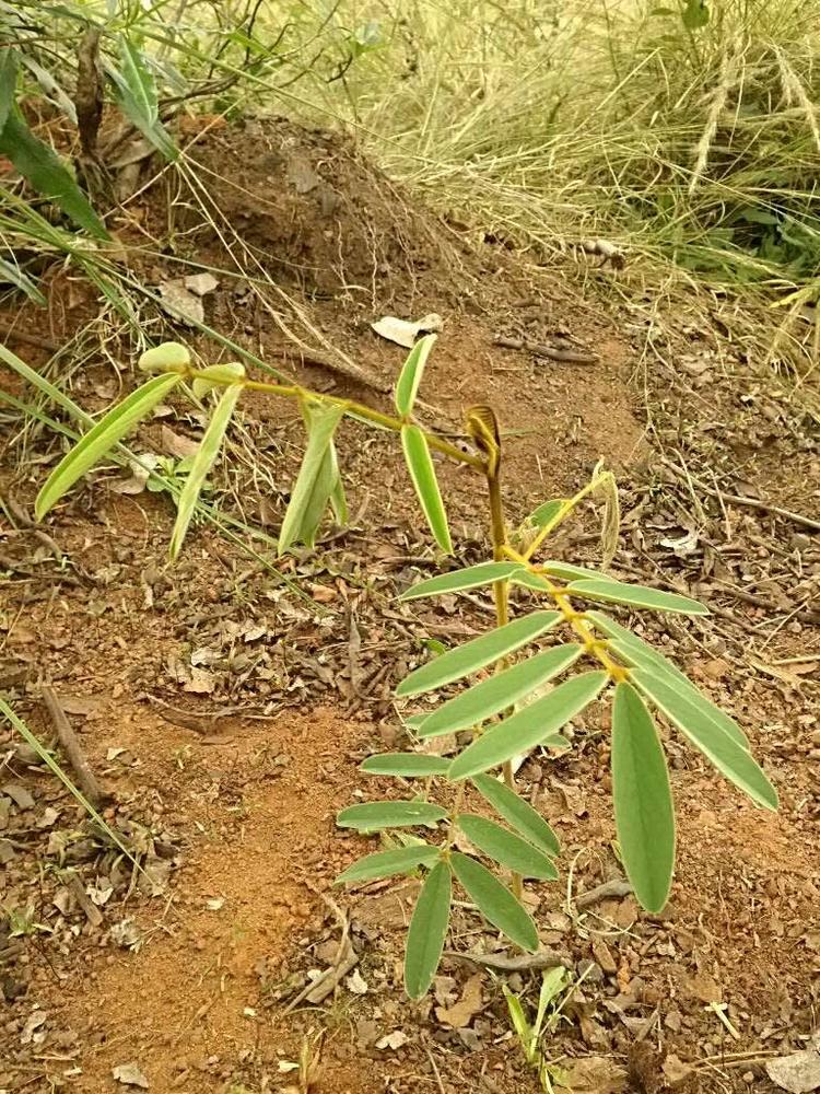 tree image