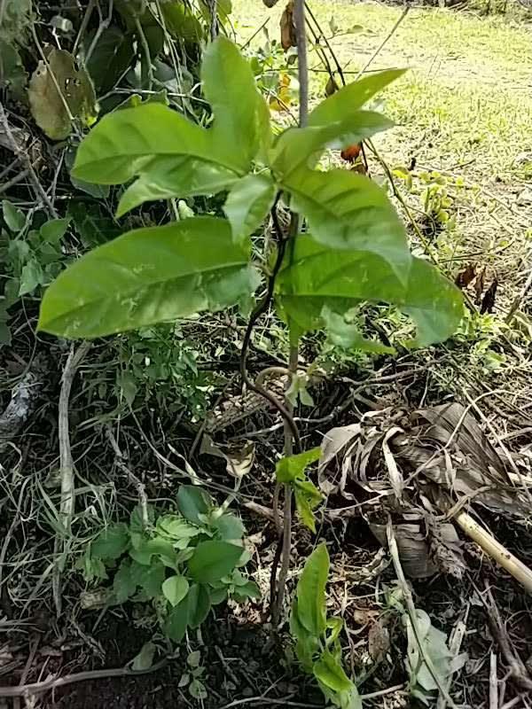 tree image
