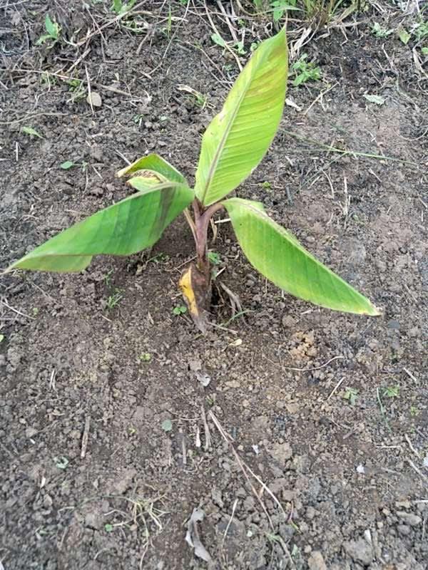 tree image