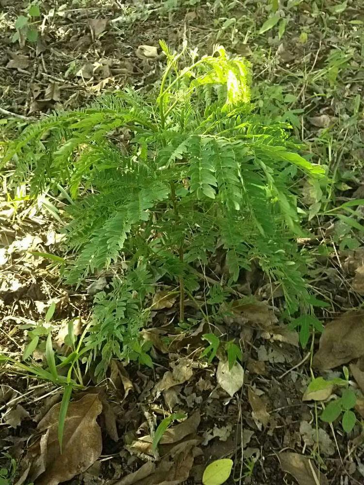 tree image