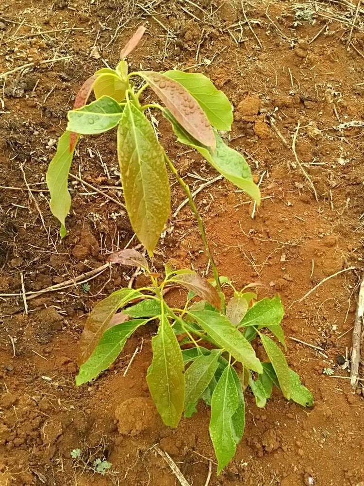 tree image