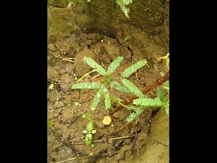 tree image