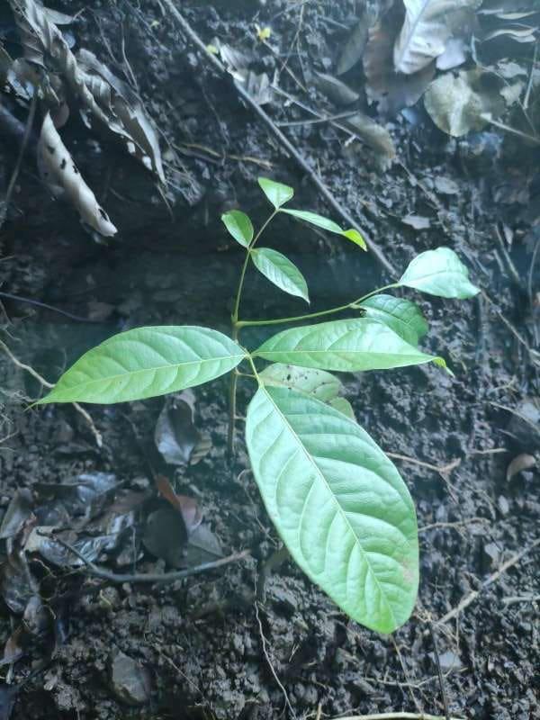 tree image