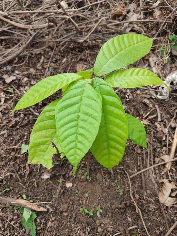tree image