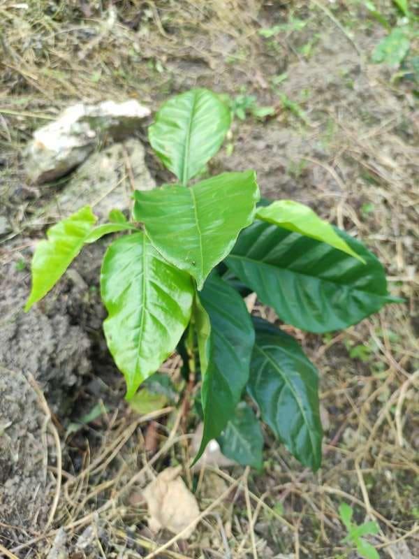 tree image