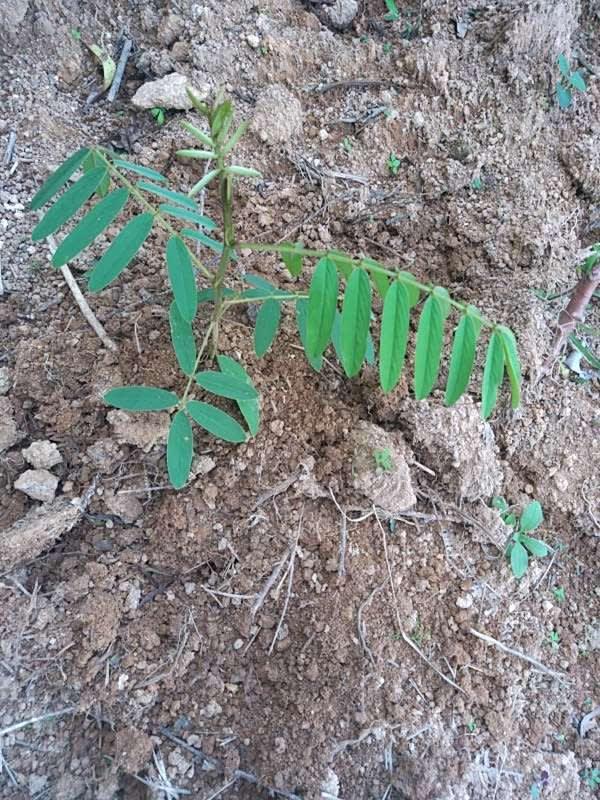 tree image