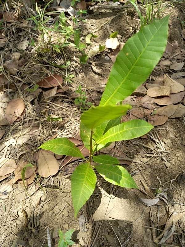 tree image