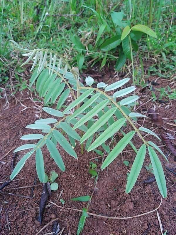 tree image