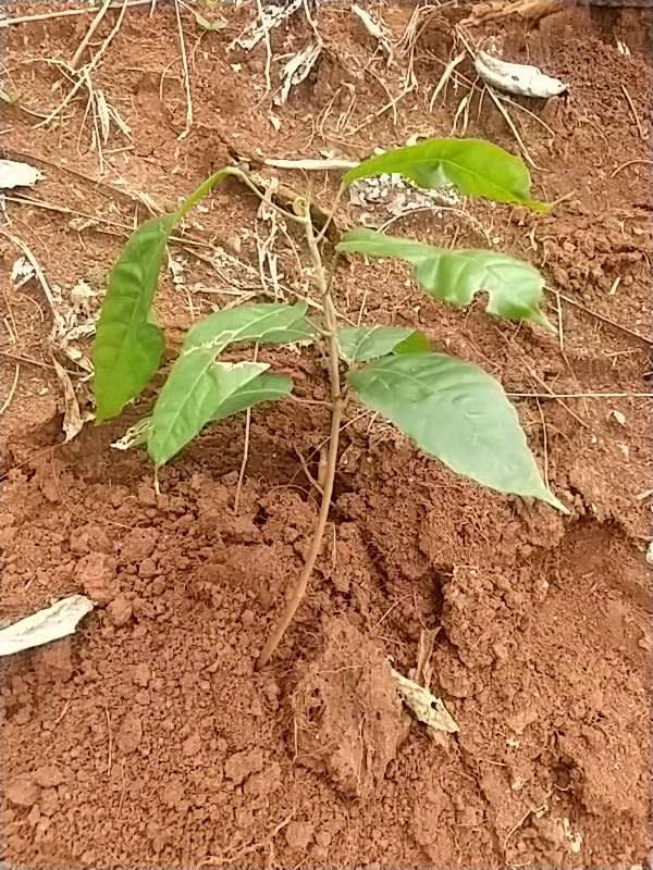 tree image