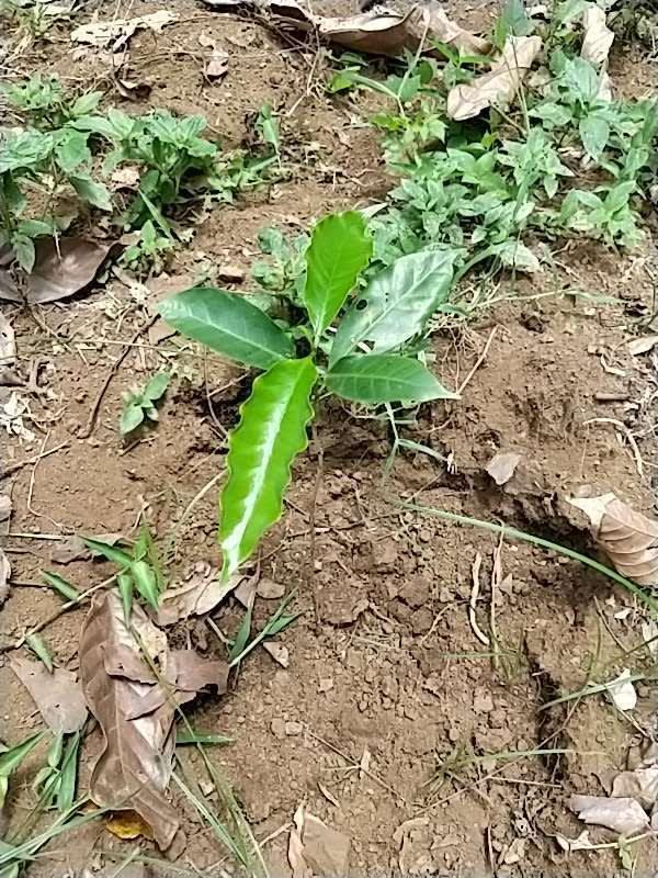tree image