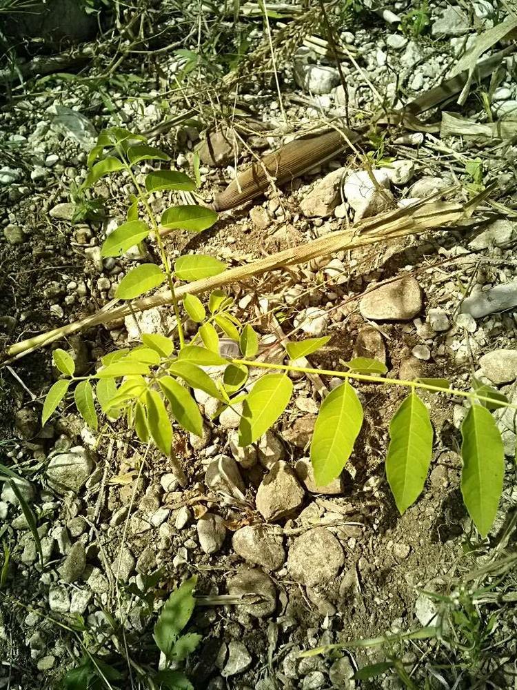 tree image