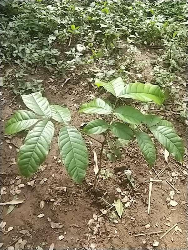 tree image
