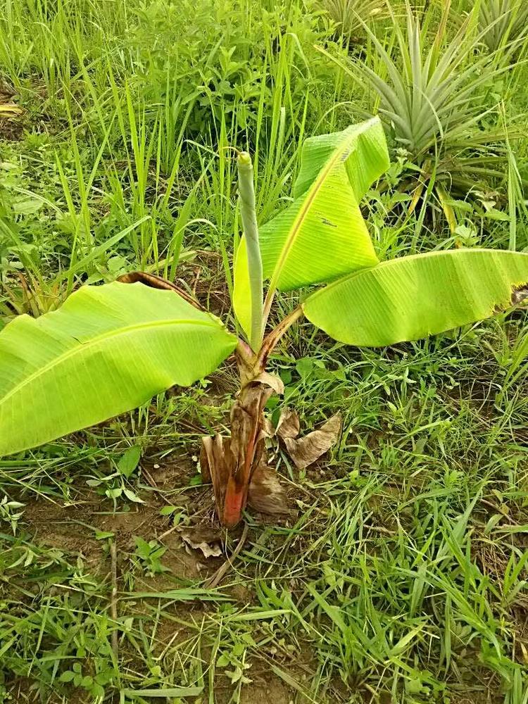 tree image
