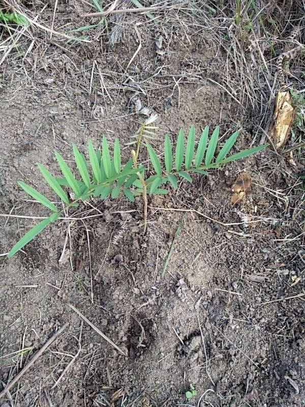 tree image