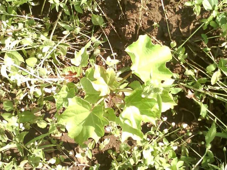 tree image