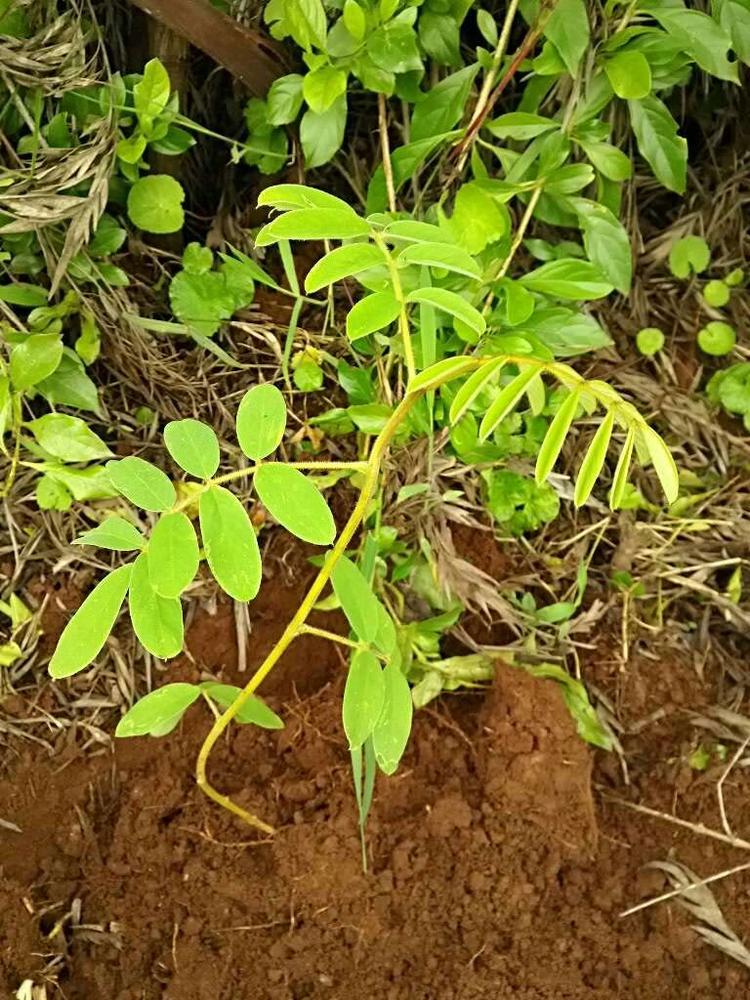 tree image