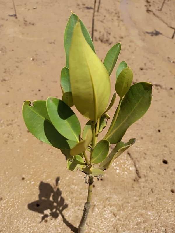 tree image