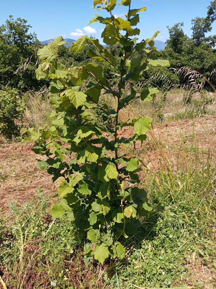 tree image