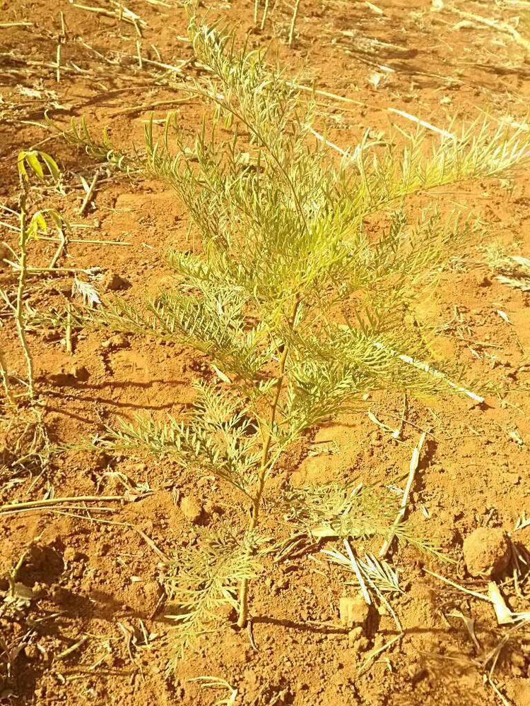 tree image