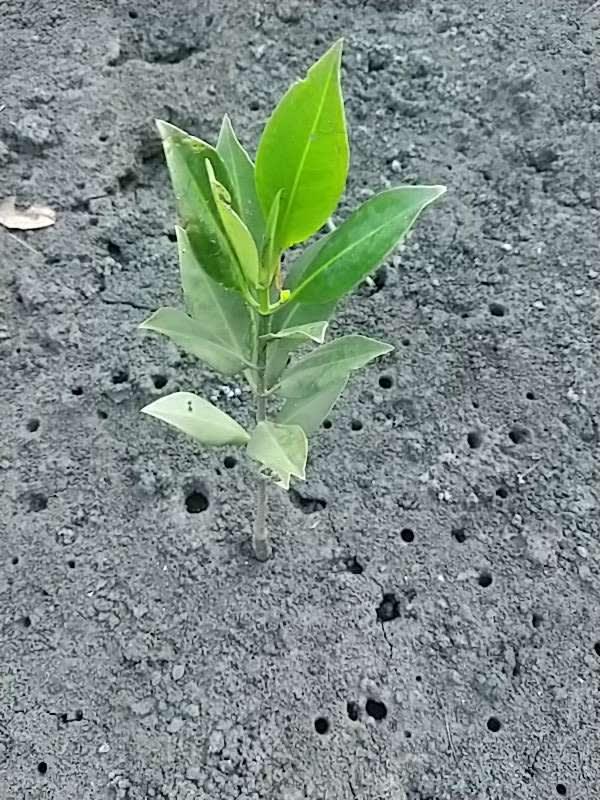 tree image