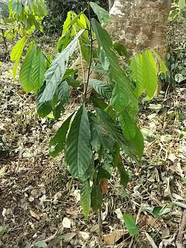 tree image