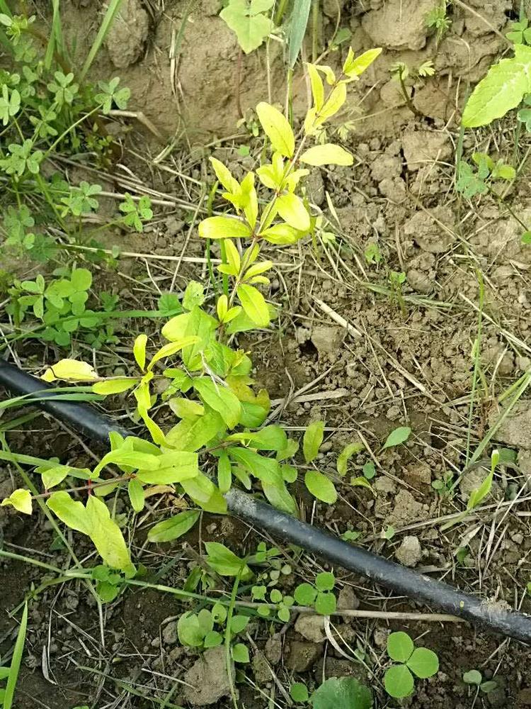 tree image