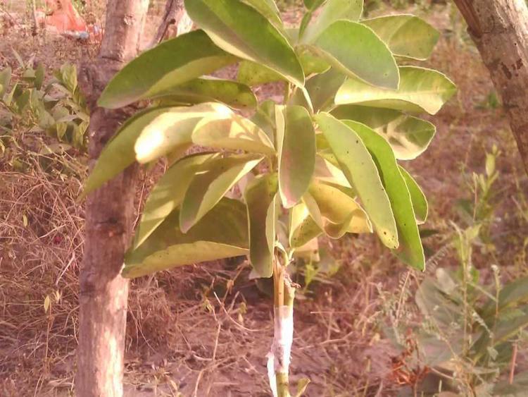 tree image