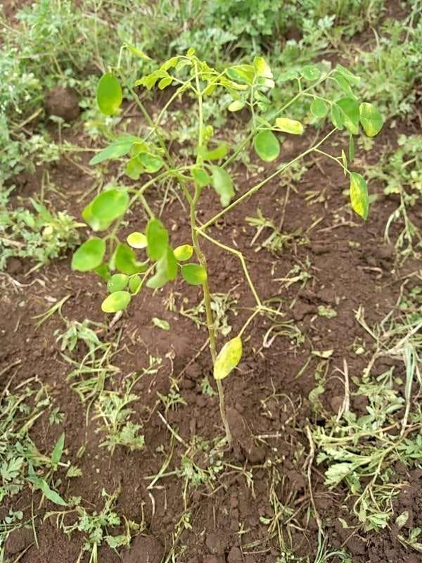 tree image