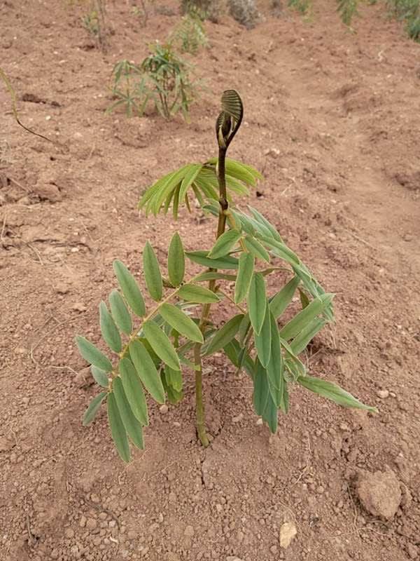 tree image