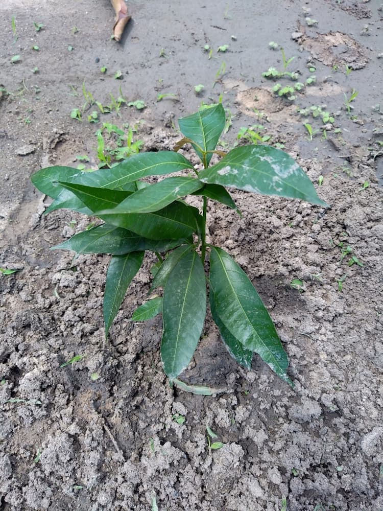 tree image