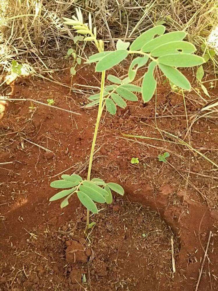 tree image