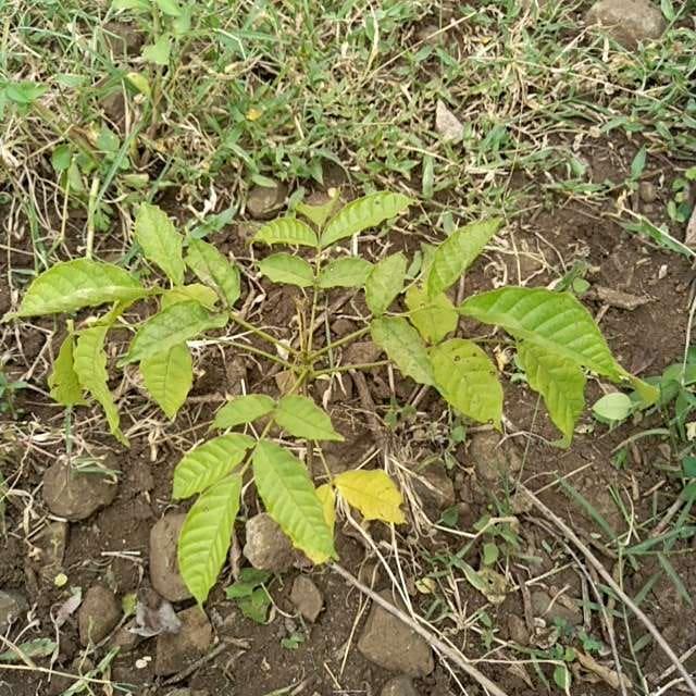 tree image