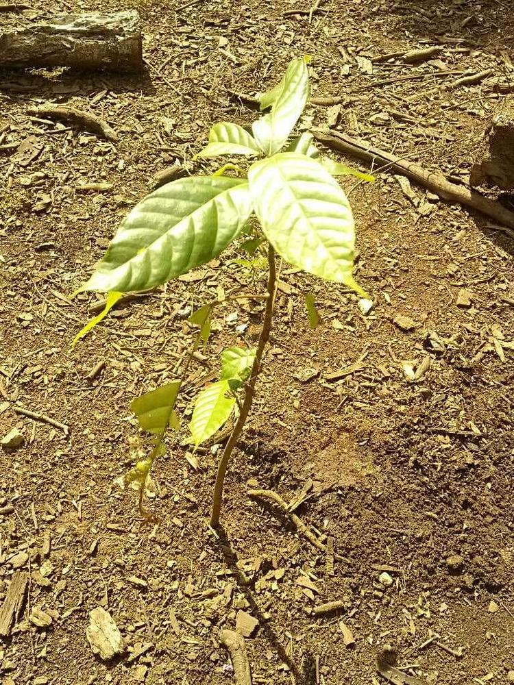tree image