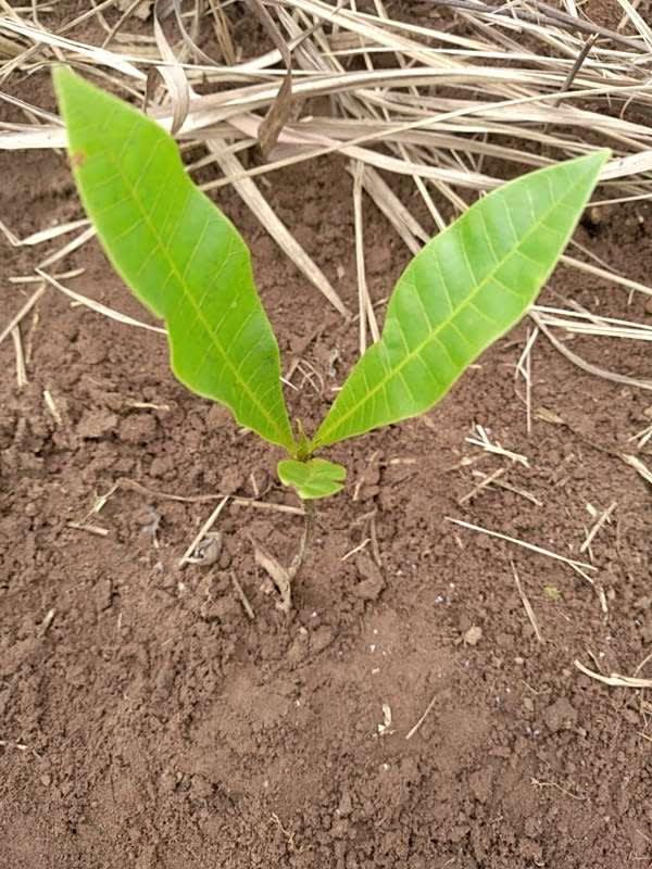 tree image