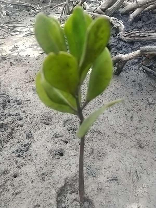 tree image