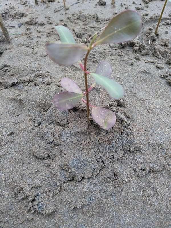 tree image