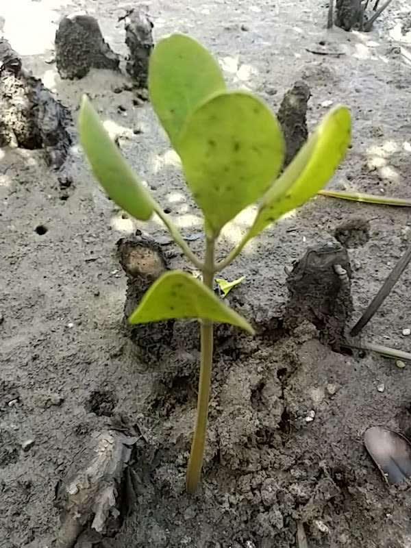tree image