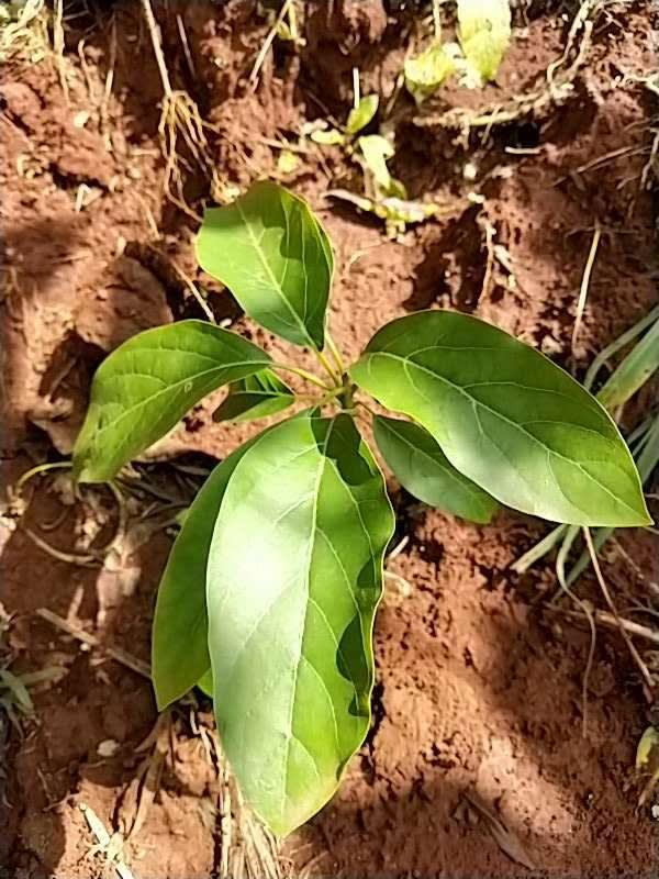 tree image