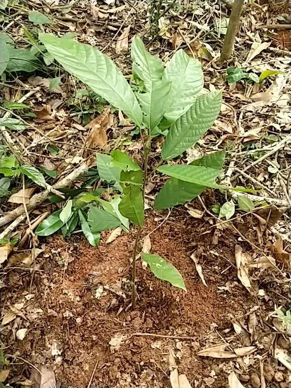 tree image