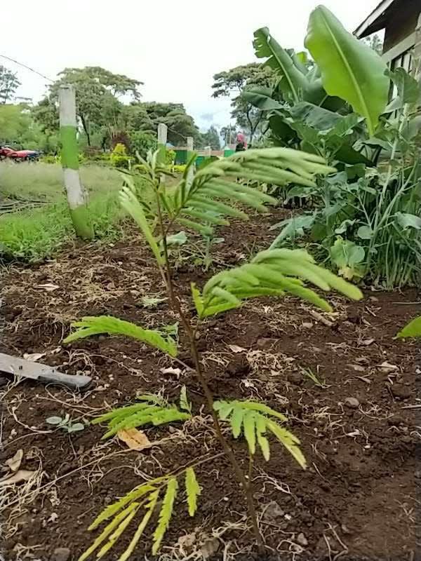tree image