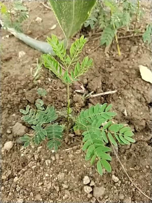 tree image