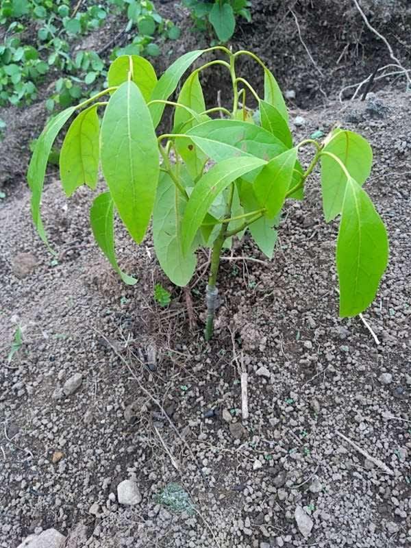 tree image