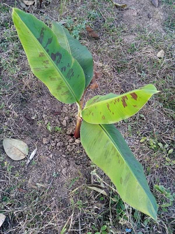 tree image