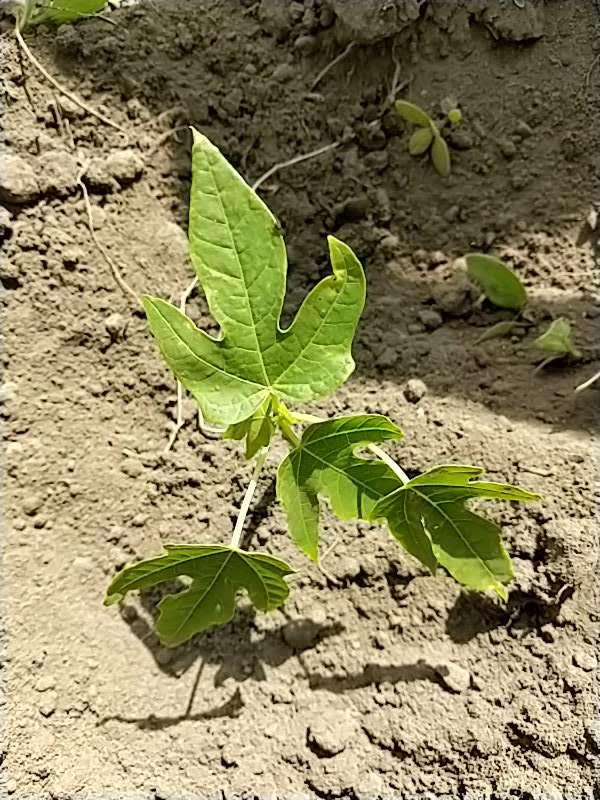 tree image