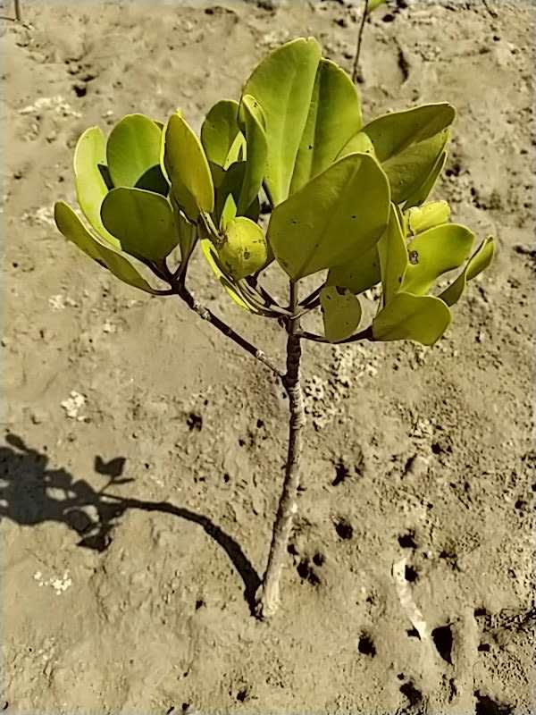 tree image
